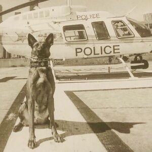 Service Dogs - Brand New SOLEMN VOW BOOK- honors them..